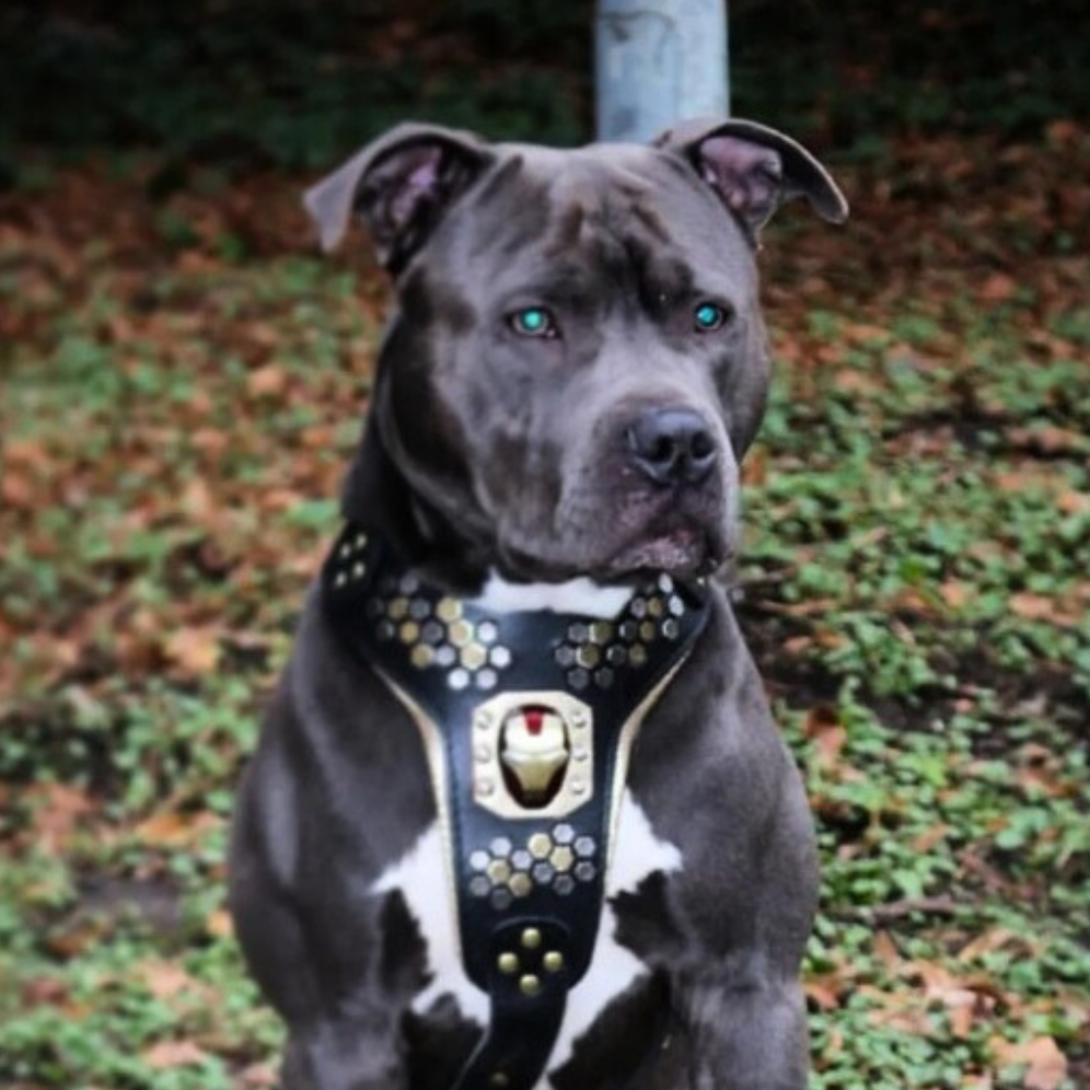 Irondog orma