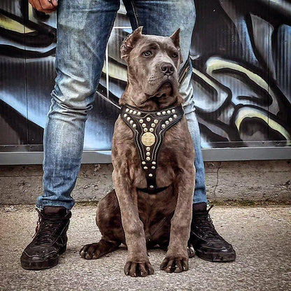 Pojas "Maximus" V2 srednje veličine